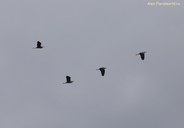 Ardea cinerea
Ключевые слова: Ardea cinerea