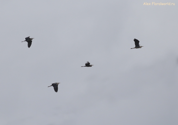 Ardea cinerea
Ключевые слова: Ardea cinerea