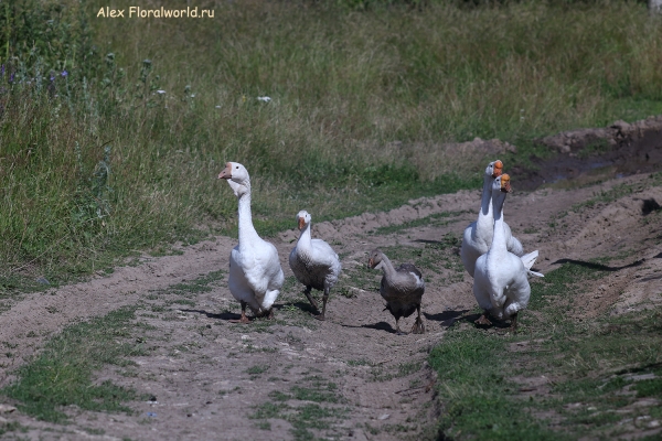 Goose
Ключевые слова: Goose