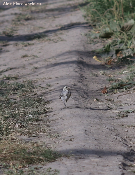 Motacilla alba
Ключевые слова: Motacilla alba