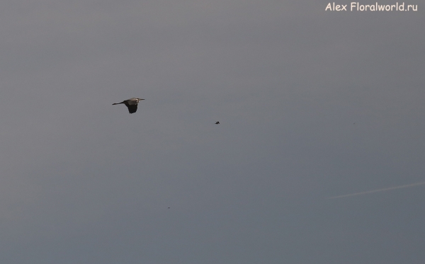 Ardea cinerea
Ключевые слова: Ardea cinerea