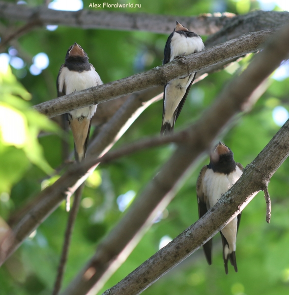 Hirundo rustica
Ключевые слова: Hirundo rustica