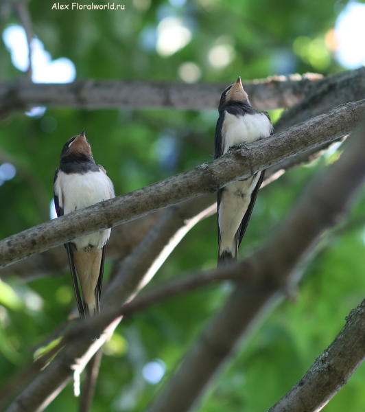 Hirundo rustica
Ключевые слова: Hirundo rustica