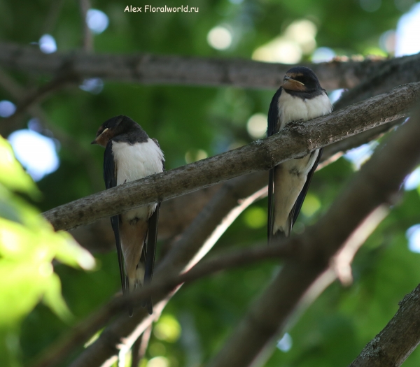 Hirundo rustica
Ключевые слова: Hirundo rustica