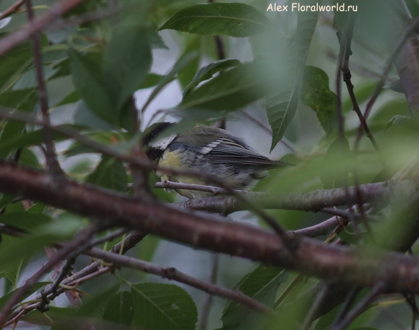 Parus major
Ключевые слова: Parus major