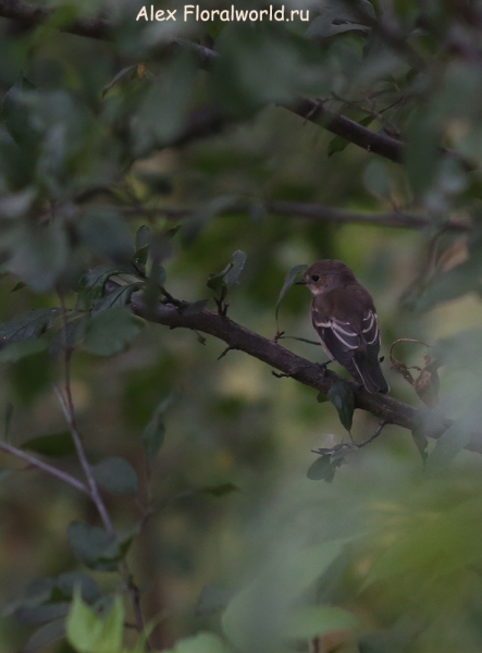 Ficedula hypoleuca
Ключевые слова: Ficedula hypoleuca