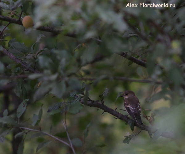 Ficedula hypoleuca
Ключевые слова: Ficedula hypoleuca