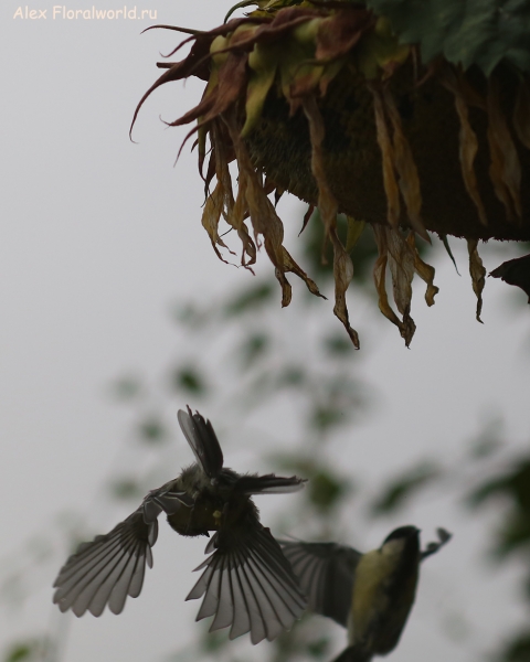 Parus major
Ключевые слова: Parus major