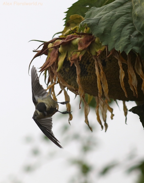 Parus major
Ключевые слова: Parus major