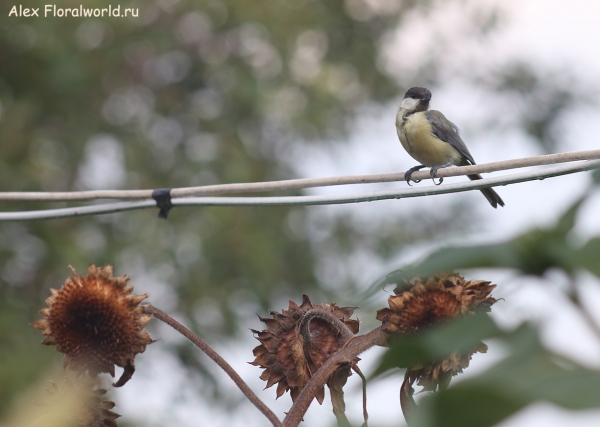 Parus major
Ключевые слова: Parus major