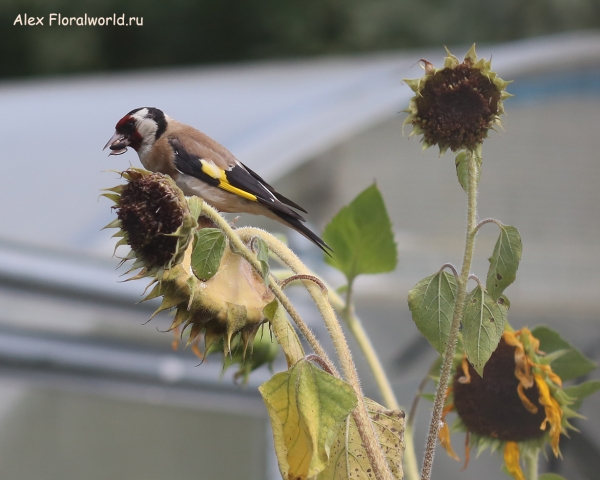 Carduelis carduelis
Ключевые слова: Carduelis carduelis