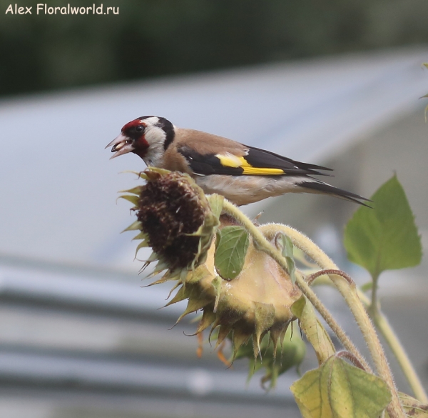 Carduelis carduelis
Ключевые слова: Carduelis carduelis