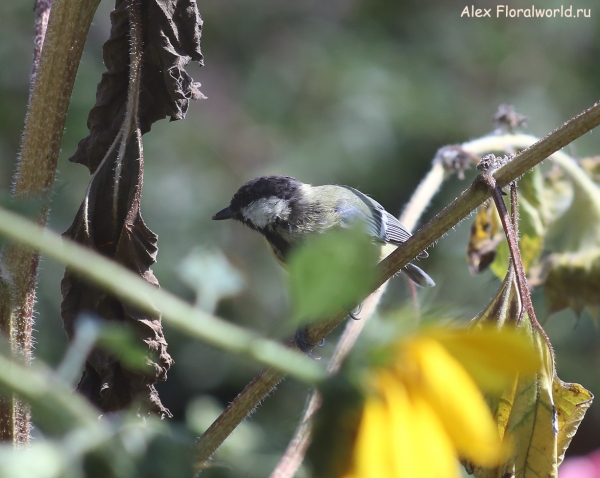 Parus major
Ключевые слова: Parus major