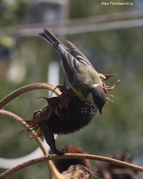 Parus major
Ключевые слова: Parus major