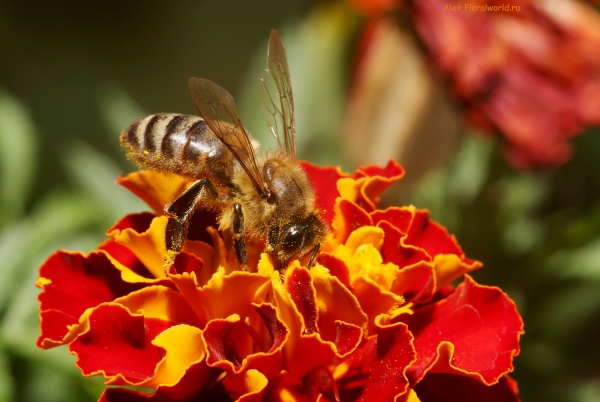 Пчела
Ключевые слова: пчела