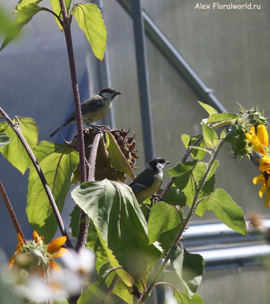 Parus major
Ключевые слова: Parus major