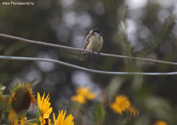 Parus major
Ключевые слова: Parus major