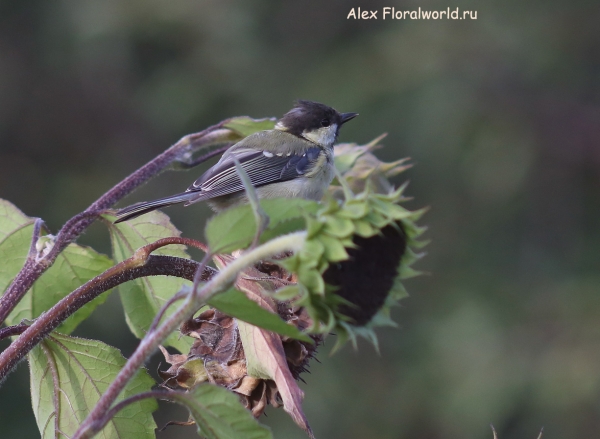 Parus major
Ключевые слова: Parus major