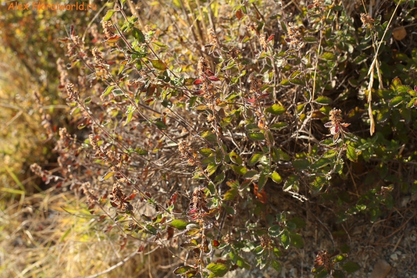 Кто-то из Lamiaceae
Ключевые слова: lamiaceae