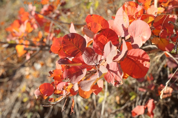 Cotinus coggygria
Ключевые слова: Cotinus coggygria