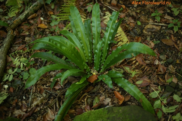 Phyllitis scolopendrium
Ключевые слова: Phyllitis scolopendrium