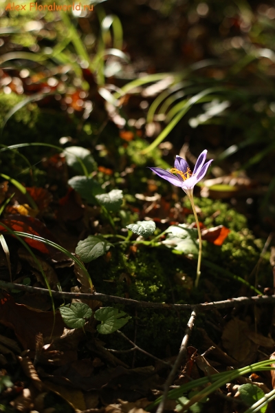 Crocus speciosus
Ключевые слова: Crocus speciosus