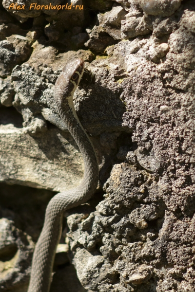 Змея, вероятно оливковый полоз
Ключевые слова: змея оливковый полоз фото