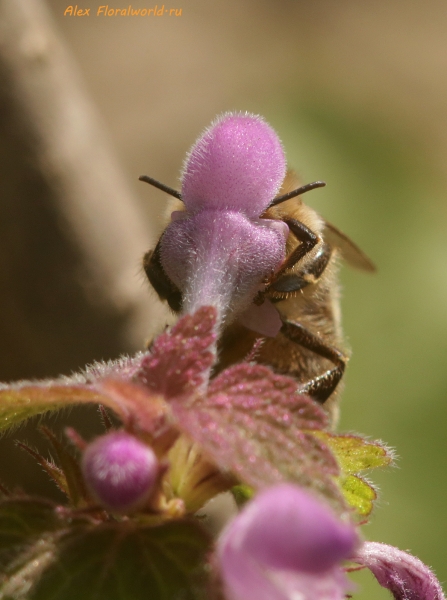 Пчела и яснотка
Ключевые слова: пчела фото
