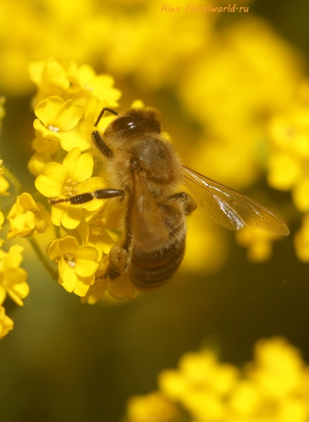 Пчела на бурачке
Ключевые слова: пчела фото