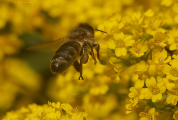 Пчела на бурачке
Ключевые слова: пчела фото