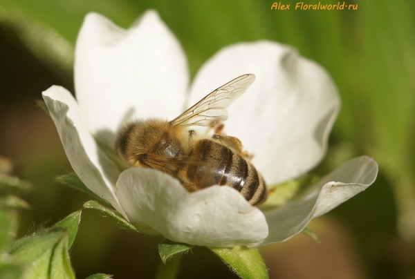 Пчела в цветке клубники
Ключевые слова: пчела фото