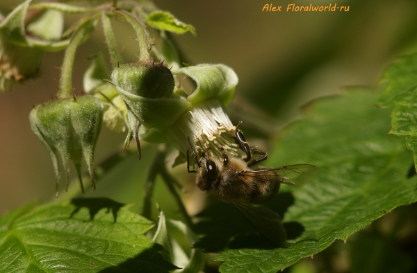 Пчела на малине
Ключевые слова: пчела фото