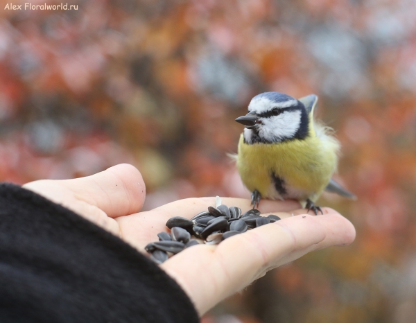 Parus caeruleus
Ключевые слова: Parus caeruleus