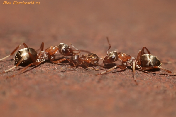 Муравьи
Ключевые слова: муравьи фото