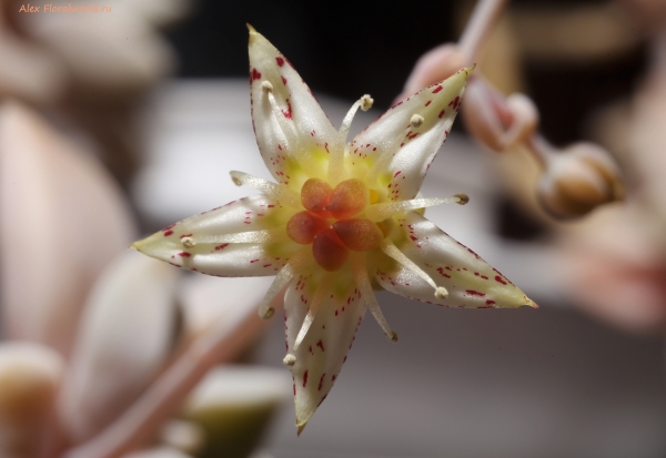 Graptopetalum paraguayense
Ключевые слова: graptopetalum paraguayense