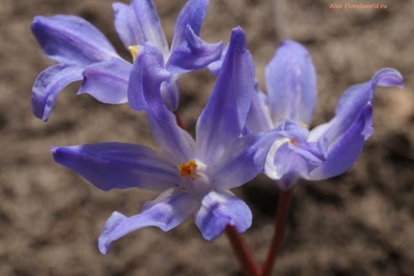 Scilla luciliae
Ключевые слова: Scilla luciliae