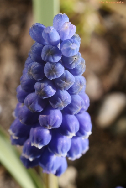 Muscari armeniacum 
Ключевые слова: Muscari armeniacum