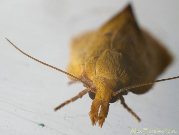 Ночная бабочка, возможно, одна из совок
Ключевые слова: ночная бабочка фото