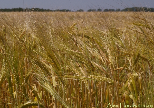 Колоски пшеницы
Ключевые слова: пшеница фото