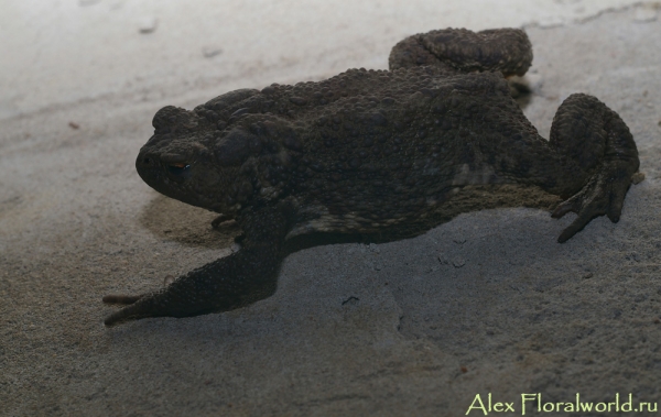 Серая жаба (Bufo Bufo)
Ключевые слова: Серая жаба Bufo Bufo