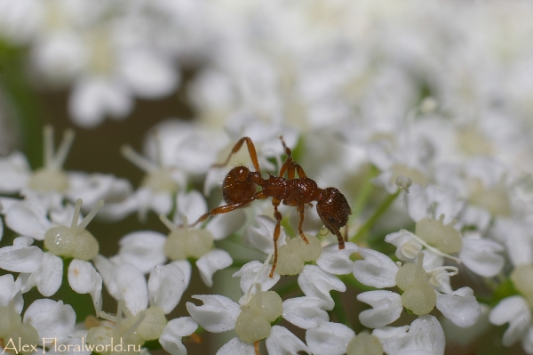 Рыжий муравей на цветущей сныти
Ключевые слова: муравей сныть цветок фото макро
