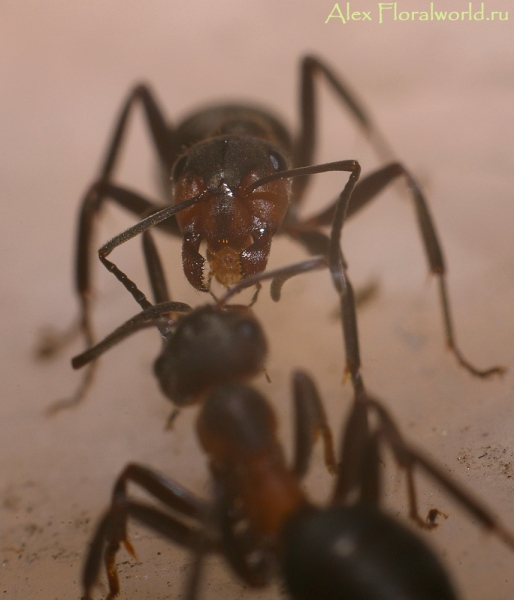 Муравьи общаются
Ключевые слова: муравьи фото