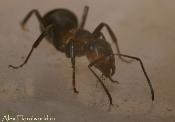 Лесной муравей
Ключевые слова: муравей фото макро