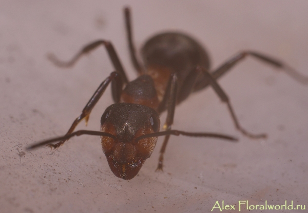 Лесной муравей
Ключевые слова: муравей лесной фото