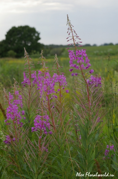 Иван-чай или кипрей узколистный (Epilobium angustifolium) 
Ключевые слова: иван чай кипрей узколистный Epilobium angustifolium