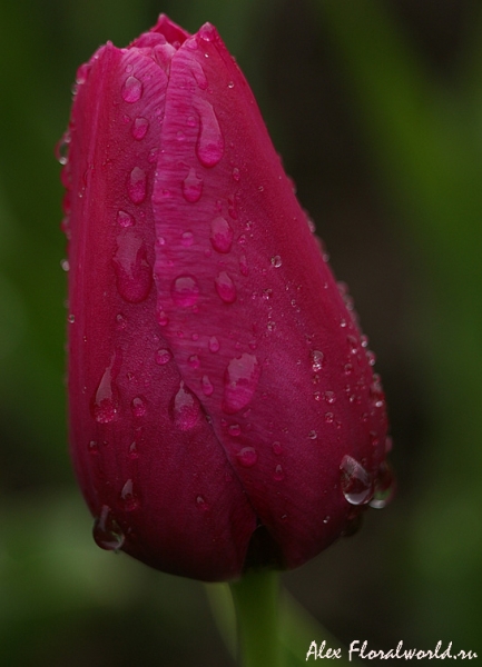 Тюльпан в капельках после дождя
Ключевые слова: тюльпан дождь капли