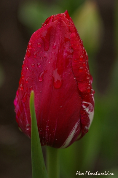 Тюльпан после дождя
Ключевые слова: тюльпан дождь весна
