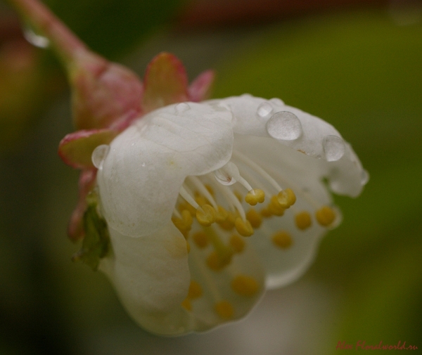 Цветок яблони после дождя
Ключевые слова: яблоня цветок весна дождь