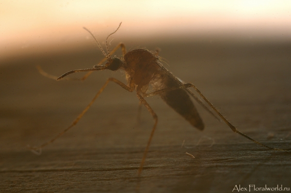 Комар-пискун, или комар обыкновенный (Culex pipiens) 
Ключевые слова: Комар-пискун комар обыкновенный Culex pipiens фото макро