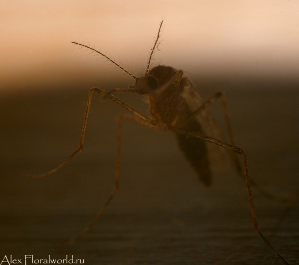 Комар-пискун, или комар обыкновенный (Culex pipiens) 
Ключевые слова: Комар-пискун комар обыкновенный Culex pipiens фото макро